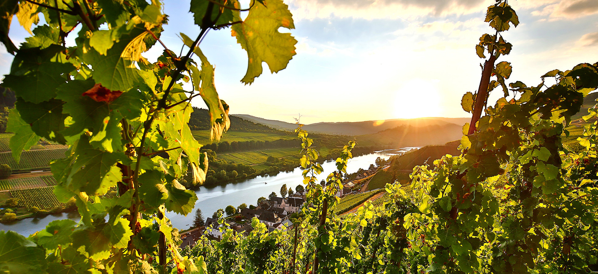 Biodiversität im Weinbau - Weinhaus Wolf