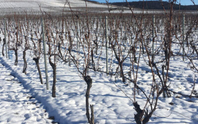 Der Winter im Weinberg