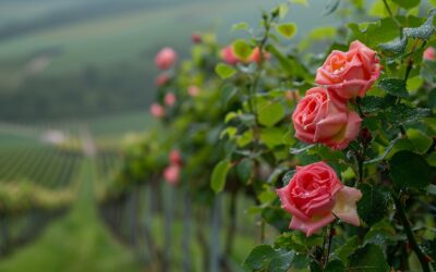 Rosen im Weinberg